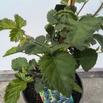 Černica nepichľavá - beztŕňová (Rubus fruticosus) ´BLACK SATIN´ - skorá, výška 20-30 cm, kont.C2L